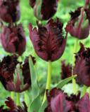 Tulppaani Black Parrot, 50 sipulia/pussi