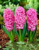 Hyasintti Pink Pearl, 25 sipulia/pussi