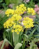 Keltalaukka, 100 sipulia/pussi