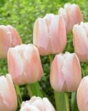 Tulppaani Apricot Pride, 50 sipulia/pussi