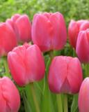 Tulppaani Pink Pride, 50 sipulia/pussi