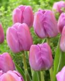 Tulppaani Purple Pride, 50 sipulia/pussi