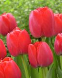 Tulppaani Red Pride, 50 sipulia/pussi