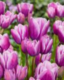 Tulppaani Purple Elegance, 50 sipulia/pussi