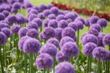 Jättilaukka Allium ’Gladiator’, irtosipuli