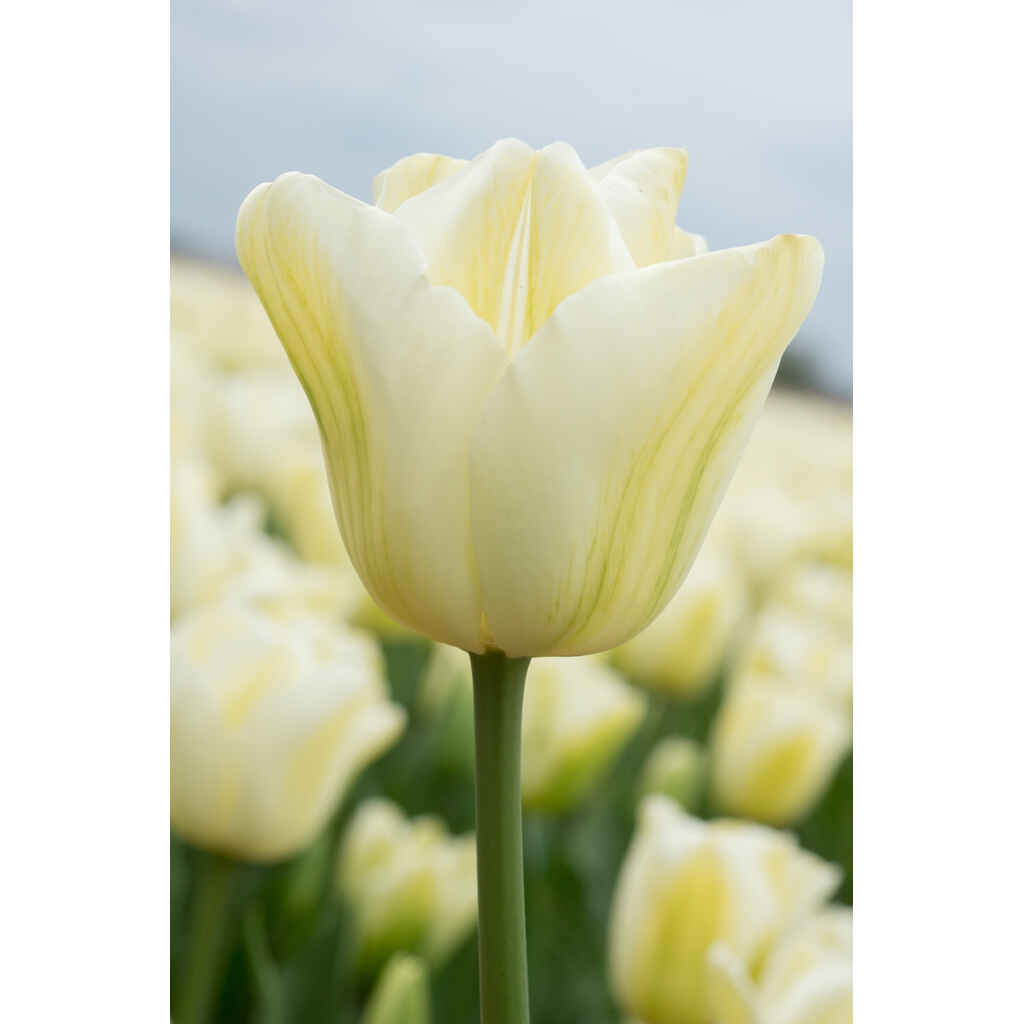 Tulppaani Green Spirit
