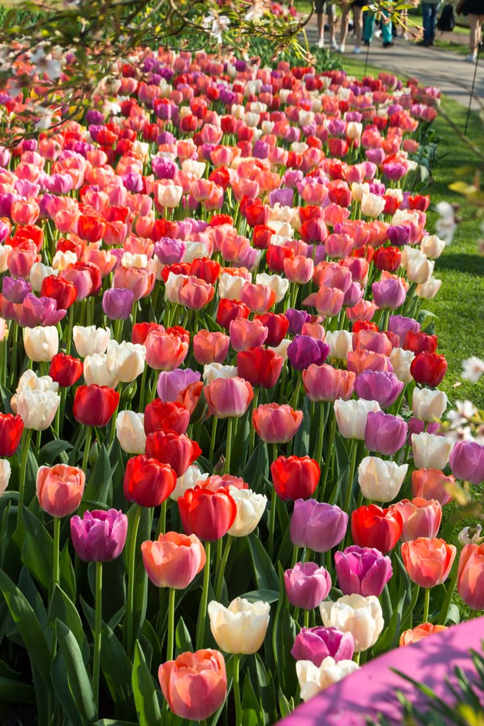 Tulip Rainbow River, 50 kpl/pussi