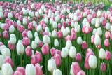 Tulppaanilajitelma Marshmellow Fields, 50 sipulia/pussi