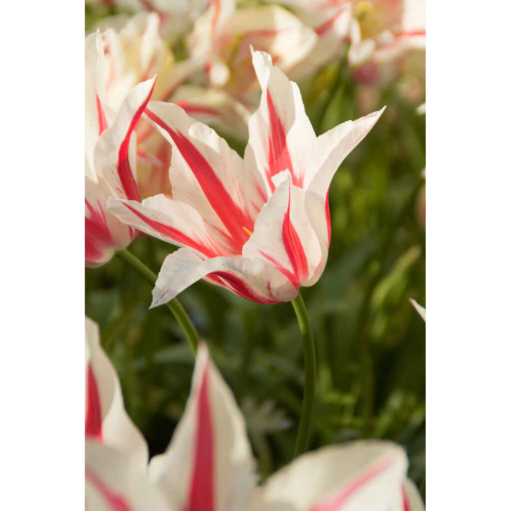 Tulppaani Marilyn