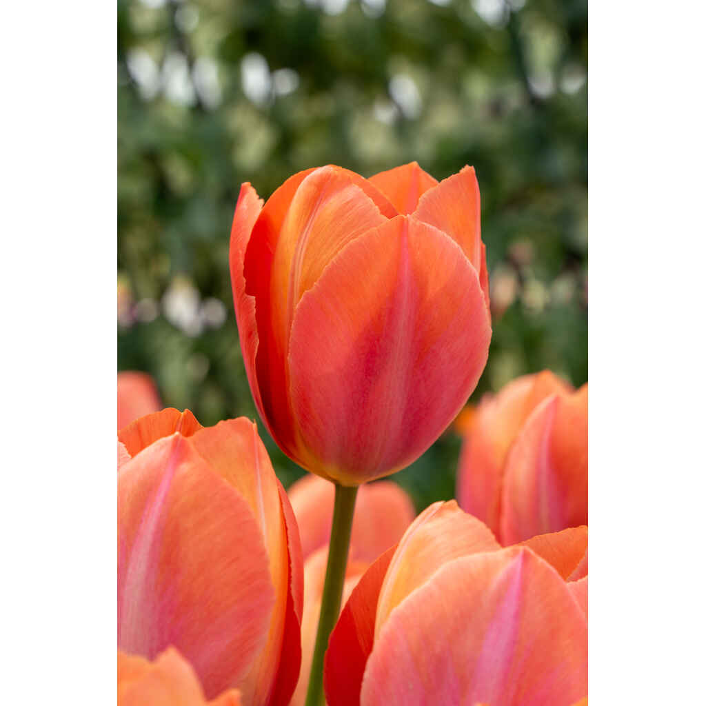 Tulppaani Apricot van Eijk