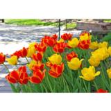 Tulppaanilajitelma Golden Embers, 50 sipulia/pussi