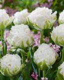 Tulppaani Snow Crystal, 50 sipulia/pussi