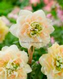Narsissi Pom Pom Rose, 25 sipulia/pussi