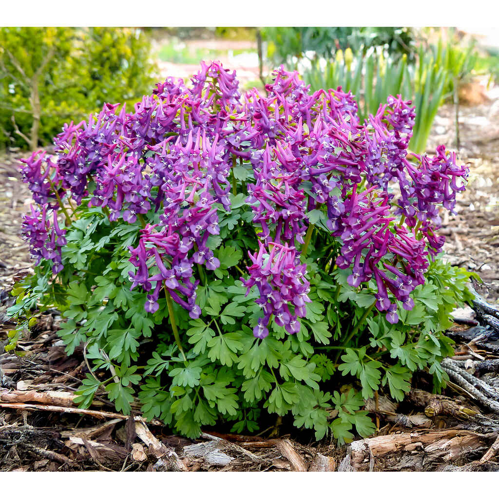 Kiurunkannus Purple Bird