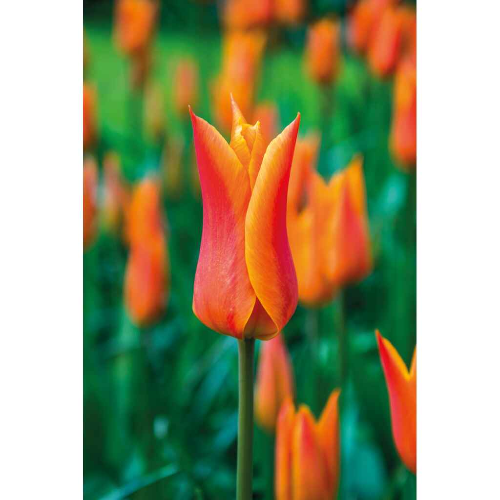 Tulppaani Ballerina