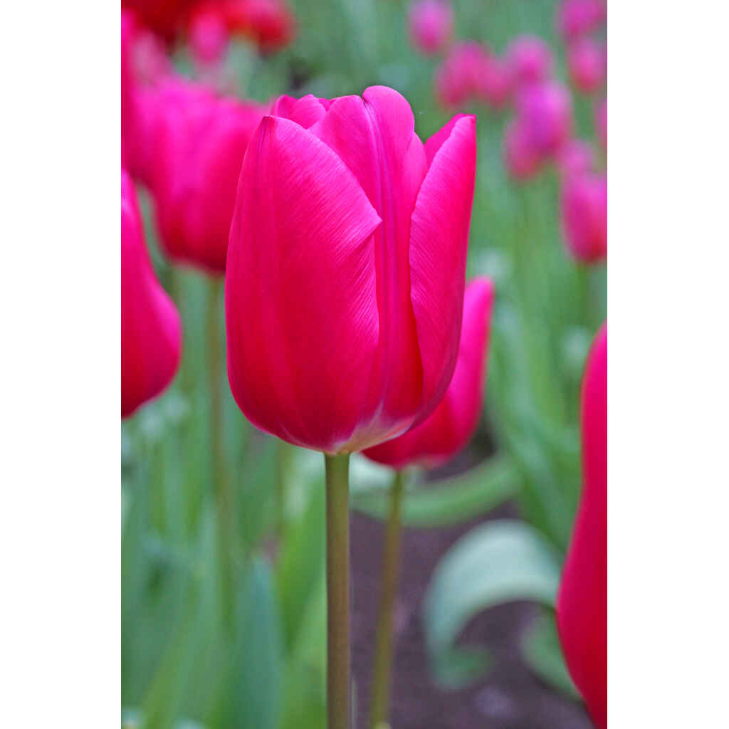 Tulppaani Pink Ardour