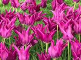 Tulppaani Purple Dream, 50 sipulia/pussi