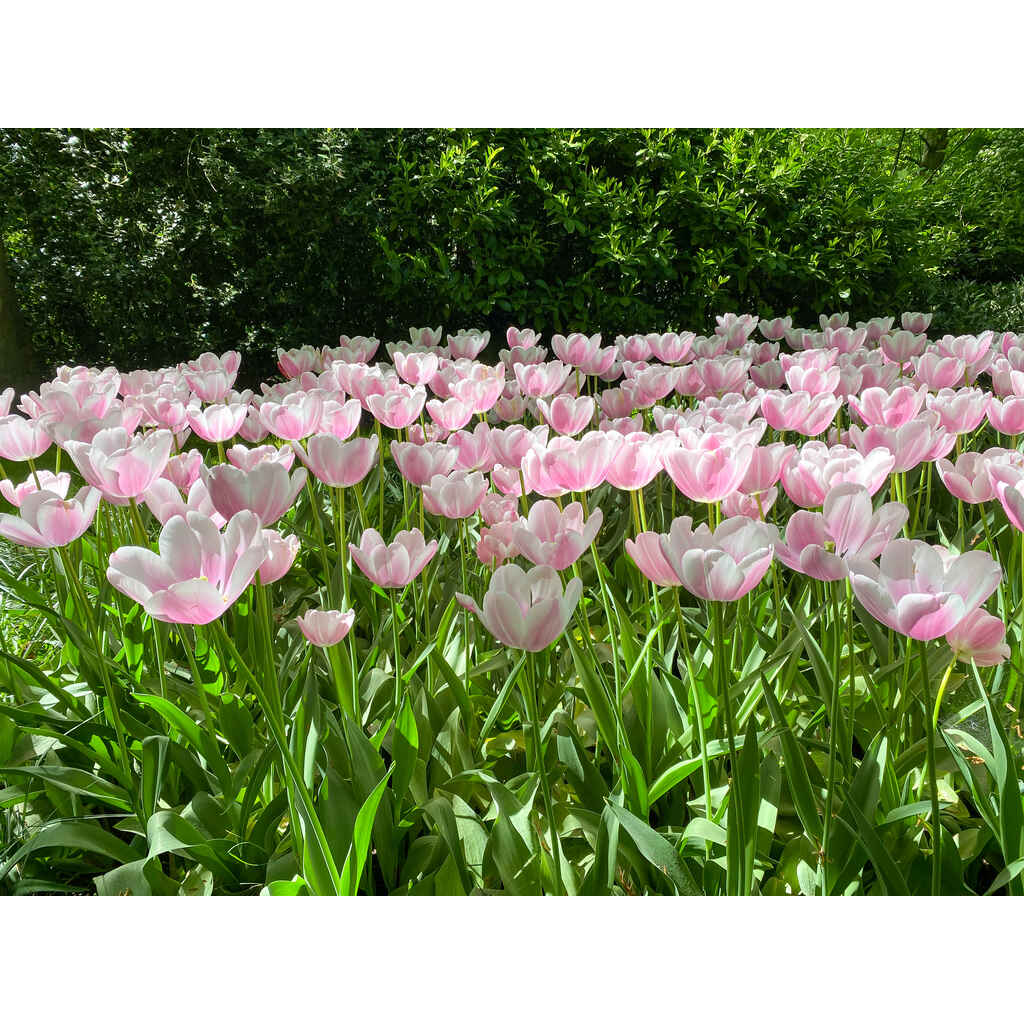 Tulppaani Jumbo Beauty