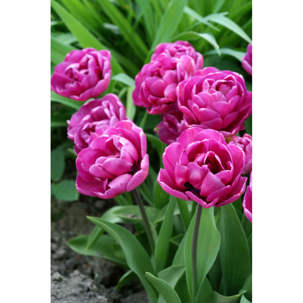 Tulppaani Blue Diamond