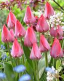 Tulppaani Van Eijk, 50 sipulia/pussi