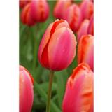 Tulppaani Apricot Impression, 50 sipulia/pussi