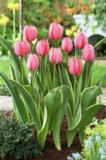 Tulppaani Design Impression, 50 sipulia/pussi