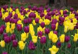 Tulppaanilajitelma Golden Royal, 50 sipulia/pussi