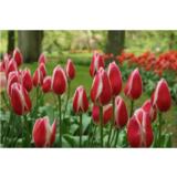 Tulppaani Candy Apple Delight, 50 sipulia/pussi