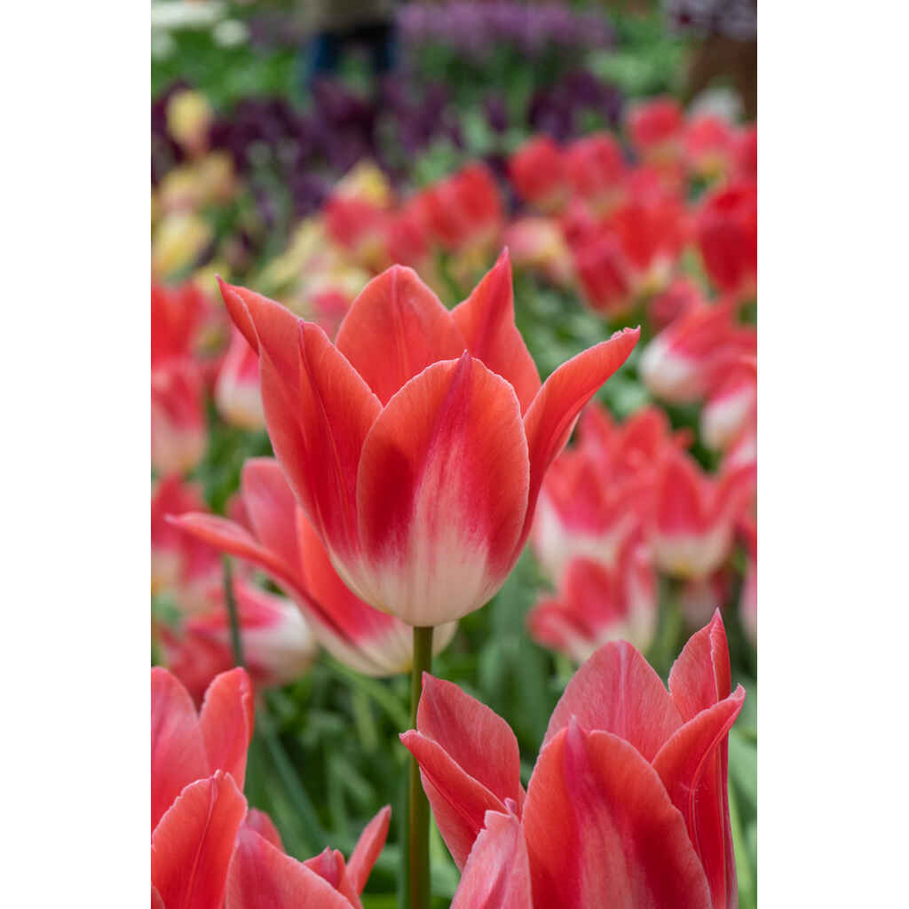 tulppaani 'Strawberry Romanoff'