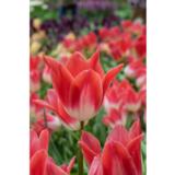 Tulppaani Strawberry Romanoff, 50 sipulia/pussi