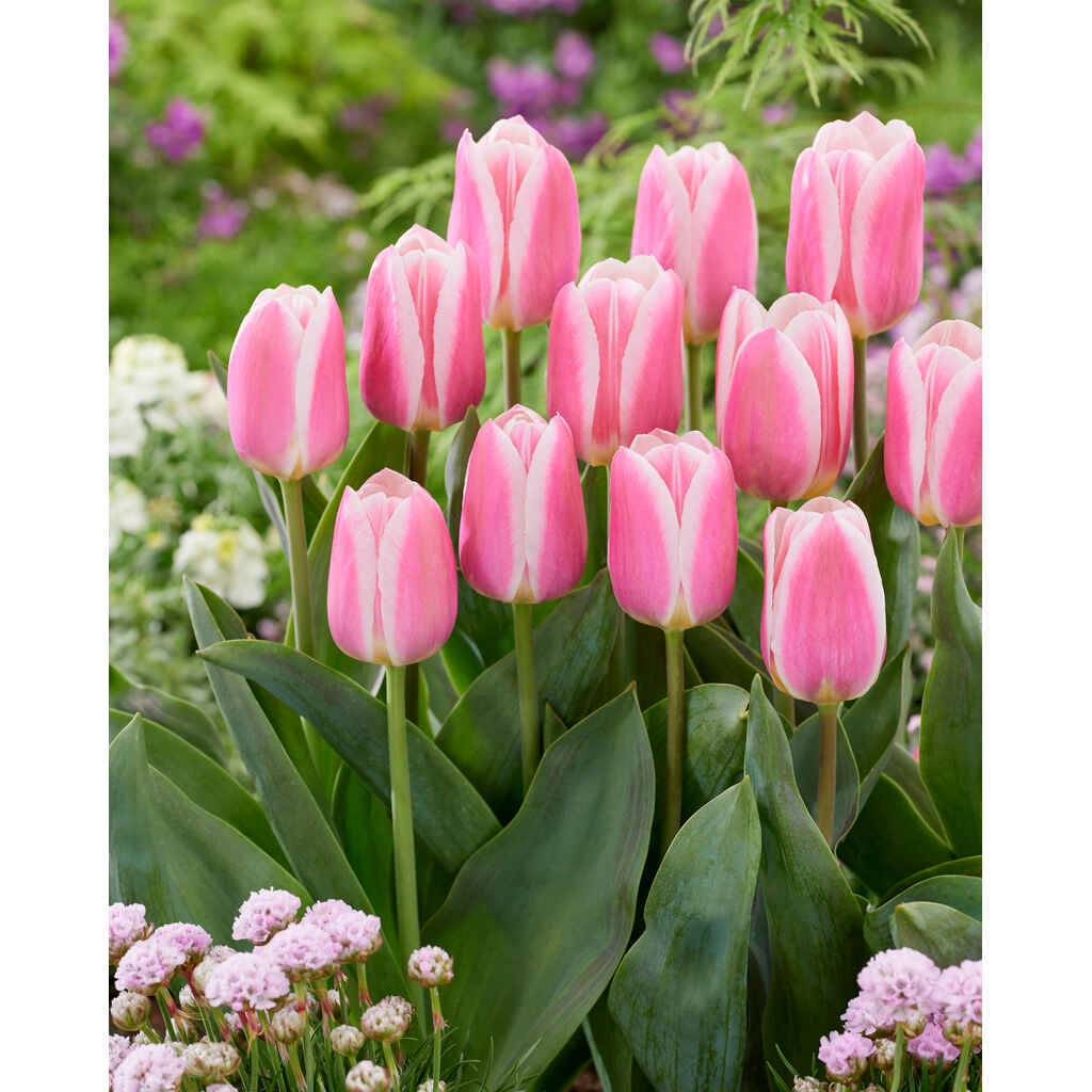 tulppaani 'Mandy's Choice'