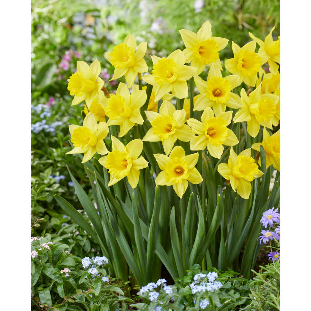 Narsissilajitelma Triple Trumpets