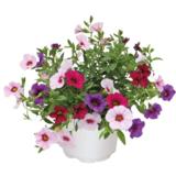 Trixi-altakasteluamppeli, miljoonakello 27 cm