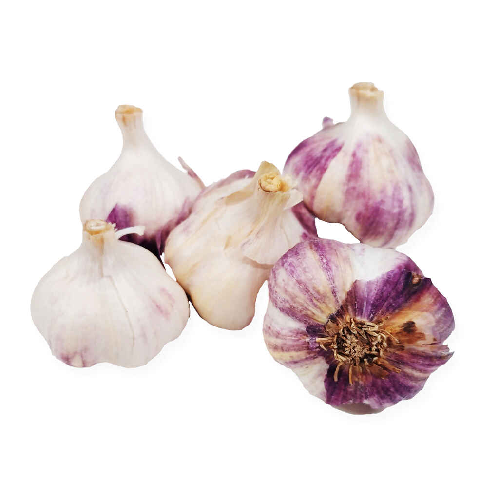 Talvivalkosipuli kotimainen Germidour