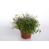 Lankaköynnös 11 cm ruukussa