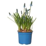 Helmililja sininen 12 cm ruukussa