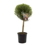 Myrttipuu 17 cm ruukussa