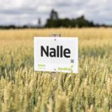 Nalle kevätvehnä kemiallisesti peitattu 800 kg