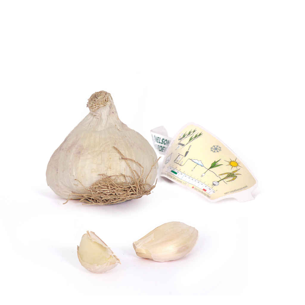 Talvivalkosipuli Primor 50/60 1 kpl/pkt