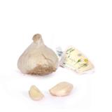 Talvivalkosipuli Primor 1 kpl