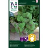 Sitruunamelissa, 'Mandarina'