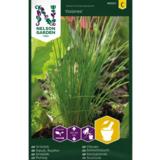 Ruohosipuli, 'Dolores'