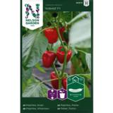 Vihannespaprika, 'Kobold' F1