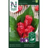 Havannapaprika, 'Naga Morich'
