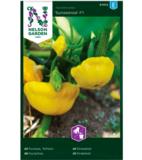 Kurpitsa, 'Sunseanse' F1