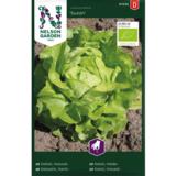 Keräsalaatti, 'Suzan', luomu