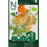 Tomaatti, 'Golden Currant', luomu