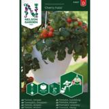 Amppelitomaatti, 'Cherry Falls'