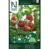 Kirsikkatomaatti, 'Baby Boomer' F1
