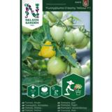 Kirsikkatomaatti, 'Funnyplums Yellow' F1